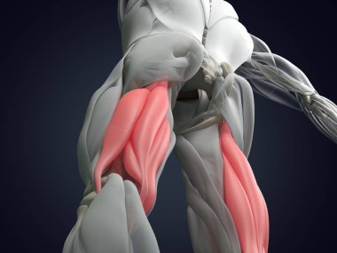Hamstring kas grubu anatomi modeli