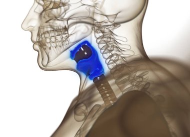 İnsan tiroid bezi anatomi modeli