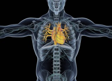 İnsan kalbi anatomisi modeli