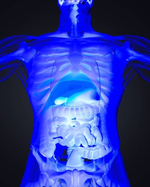 insan anatomisi modeli