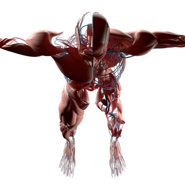 İnsan beyni anatomisi modeli