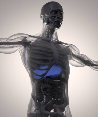 insan anatomisi modeli