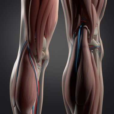 Arka bacaklar anatomi insan