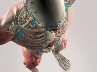 İnsan omuz anatomisi modeli