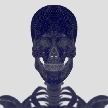 erkek anatomisi modeli