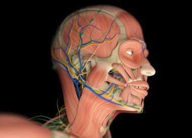 erkek baş anatomisi modeli
