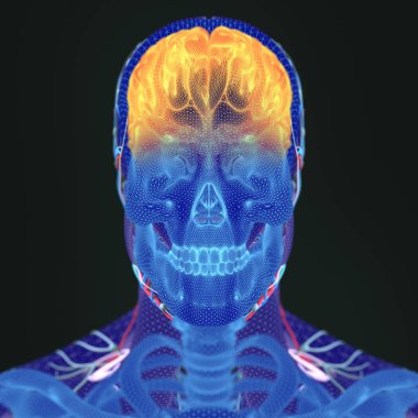 erkek anatomisi modeli