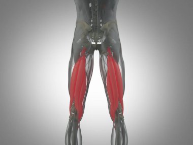 Hamstring kas grubu anatomi modeli