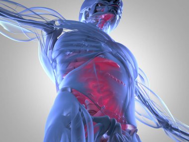 Sindirim sistemi anatomisi modeli