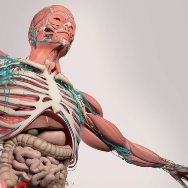 insan göğüs anatomisi