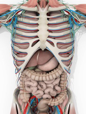 İnsan anatomisi ayrıntı gövde
