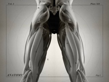 Hamstring kas grubu anatomi modeli