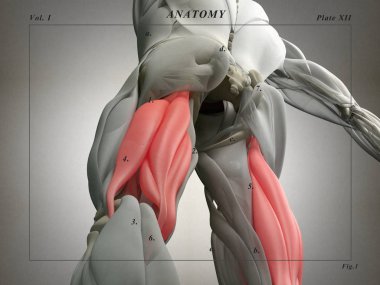Hamstring kas grubu anatomi modeli