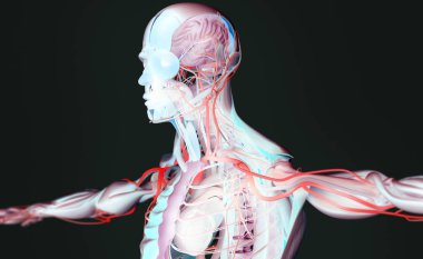 erkek anatomisi modeli