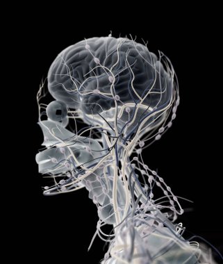 İnsan beyni itici sistem