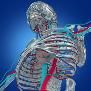İnsan iskeleti anatomisi modeli