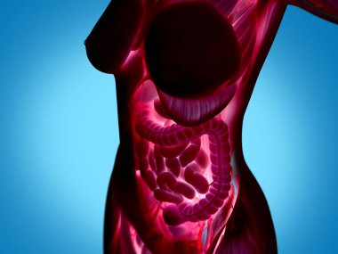 Dişi Gövde anatomisi