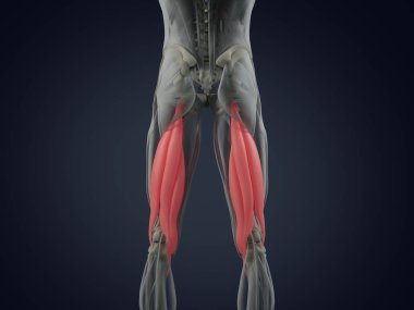 Hamstring kas grubu anatomi modeli