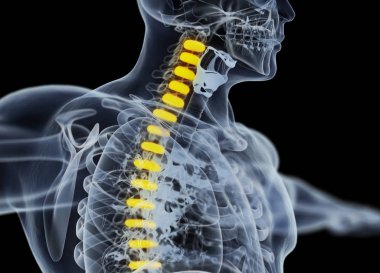 Human spine discs anatomy model