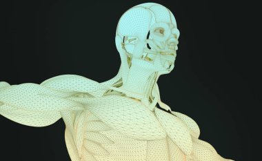 insan anatomisi modeli