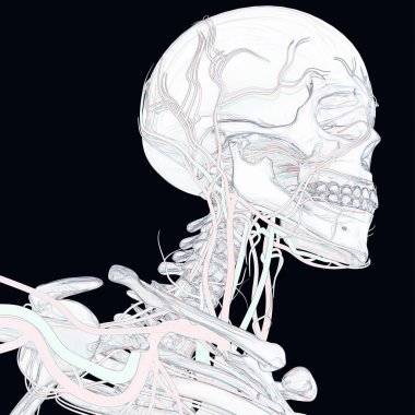 İnsan iskeleti anatomisi modeli