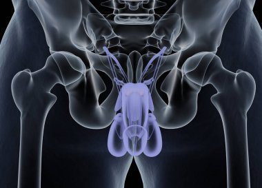 Prostate gland anatomy model clipart