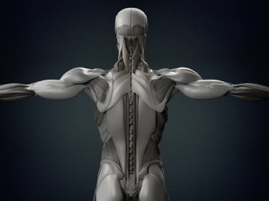 erkek torso sırt kasları