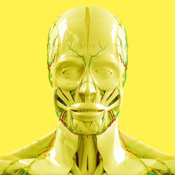 Model anatomii głowy człowieka — Zdjęcie stockowe