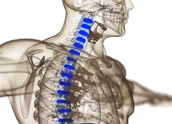 Modello anatomico di dischi vertebrali umani — Foto Stock