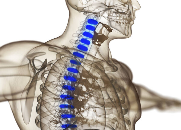 Human spine discs anatomy model