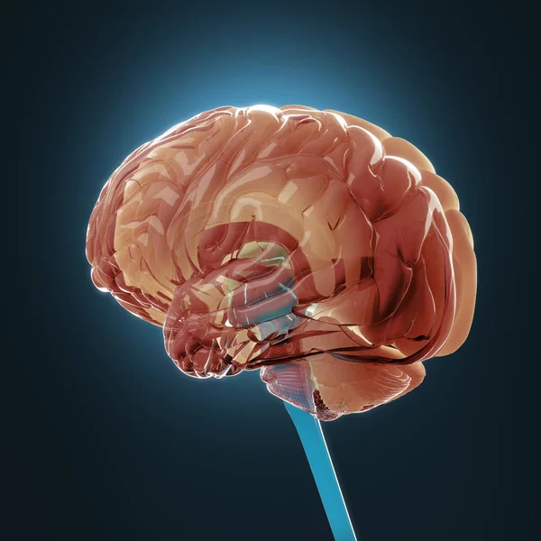 Μοντέλο ανθρώπινου εγκεφάλου — Φωτογραφία Αρχείου