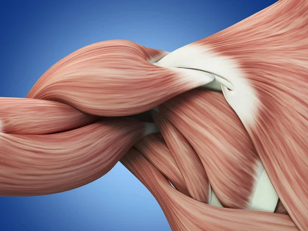 Anatomie des Schulterbereichs am Rücken — Stockfoto