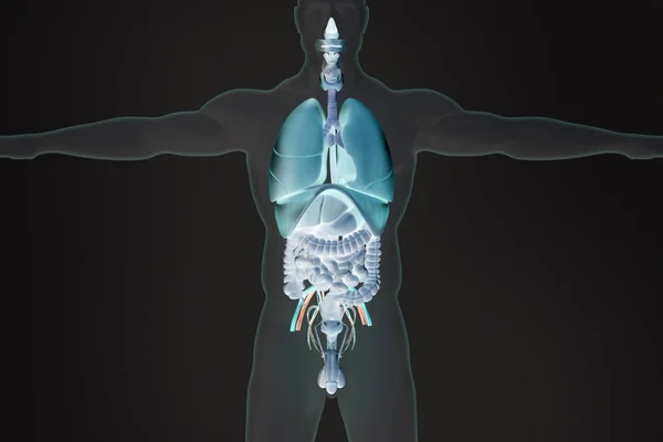 Modello anatomico umano — Foto Stock