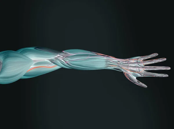 Menselijke arm anatomie model — Stockfoto