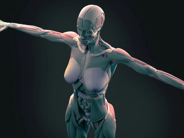 Жіноче тіло Анатомія — стокове фото