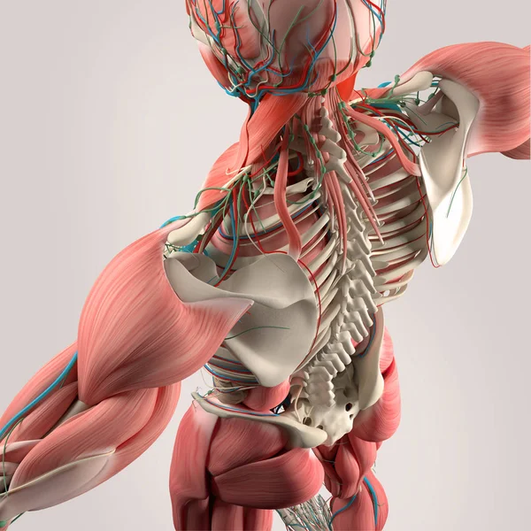 Human back anatomy model