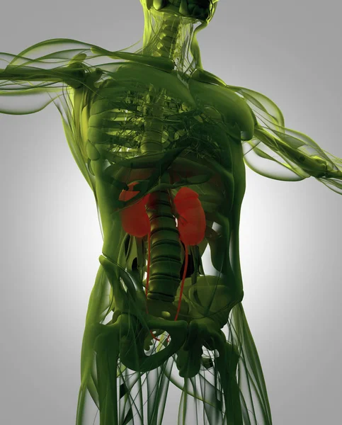 Modelo humano da anatomia dos rins — Fotografia de Stock