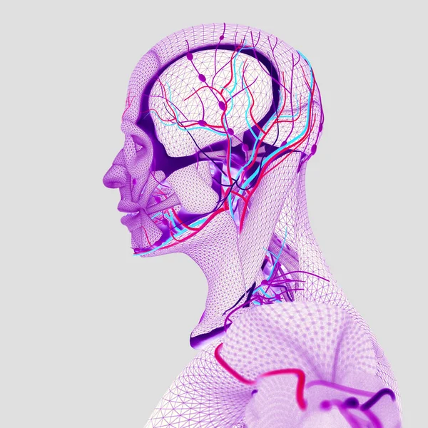 Lidské anatomie, mozek — Stock fotografie