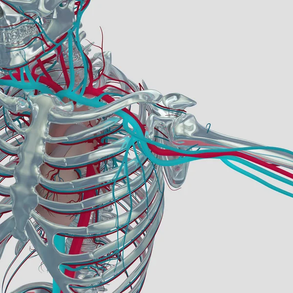 Szkielet człowieka z układu naczyniowego — Zdjęcie stockowe