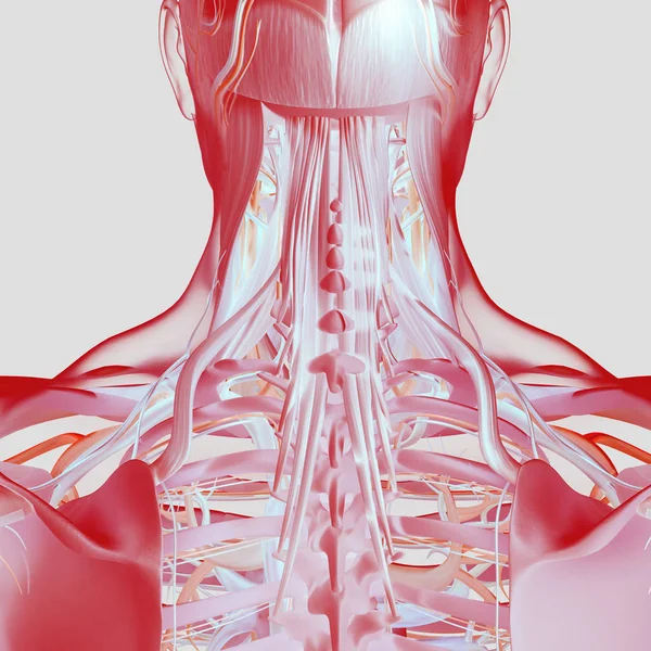 人类的脖子和脊柱解剖模型 — 图库照片