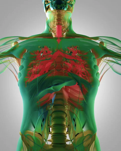 Modelo de anatomía del bronquio humano — Foto de Stock