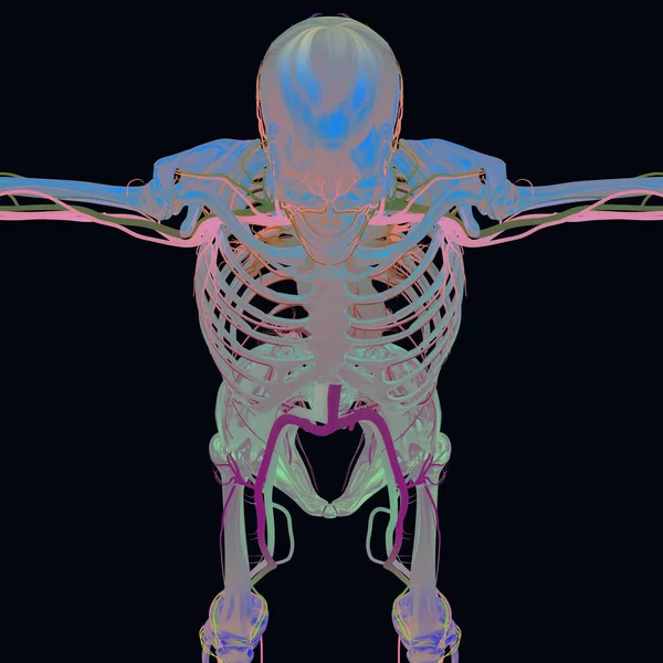 Modelul anatomiei scheletului uman — Fotografie, imagine de stoc