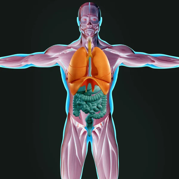 Menselijke anatomie model — Stockfoto