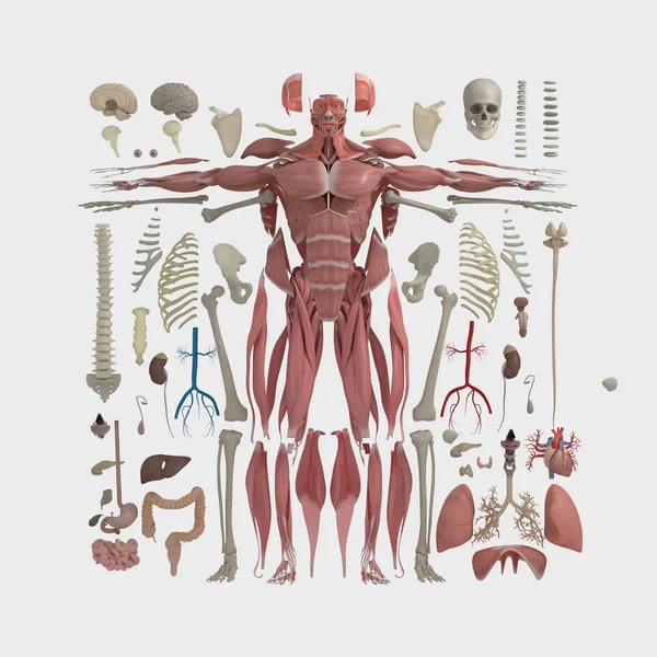 Модель мужской анатомии — стоковое фото