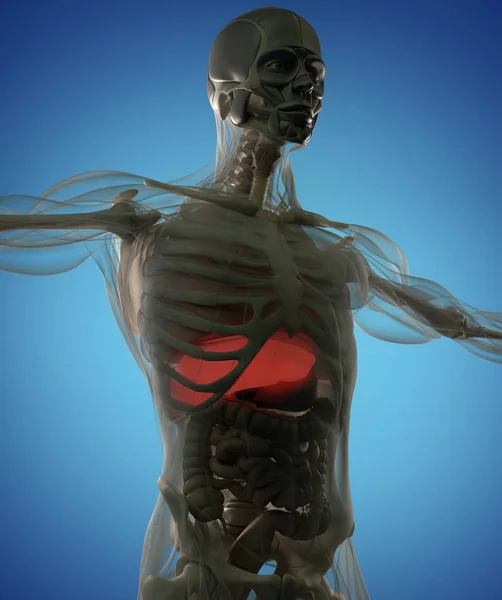 Modelo de anatomía humana — Foto de Stock