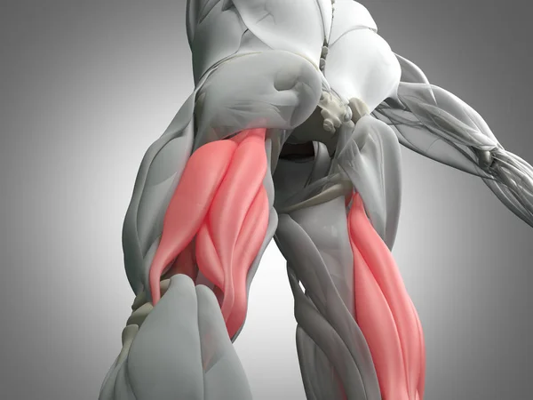 Modelo de anatomía de grupo muscular isquiotibial — Foto de Stock