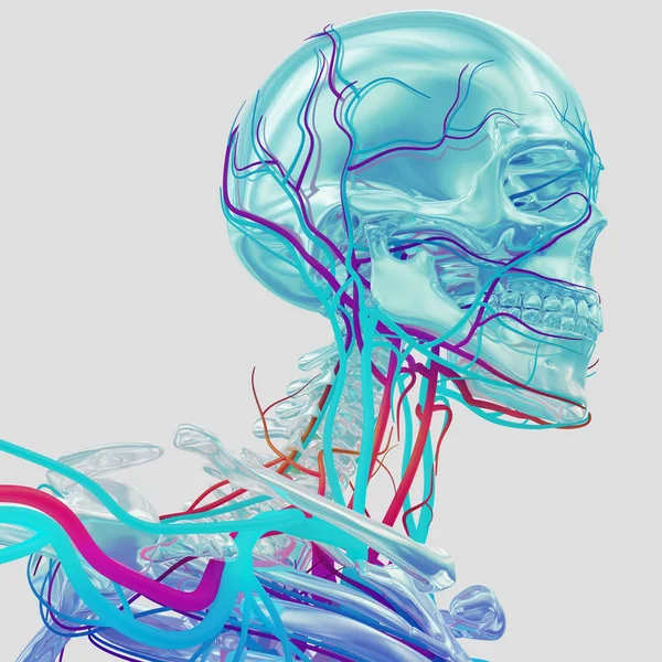 Modelo de anatomia do esqueleto humano — Fotografia de Stock