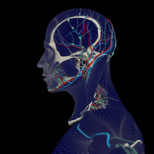 Anatomia humana, cérebro — Fotografia de Stock