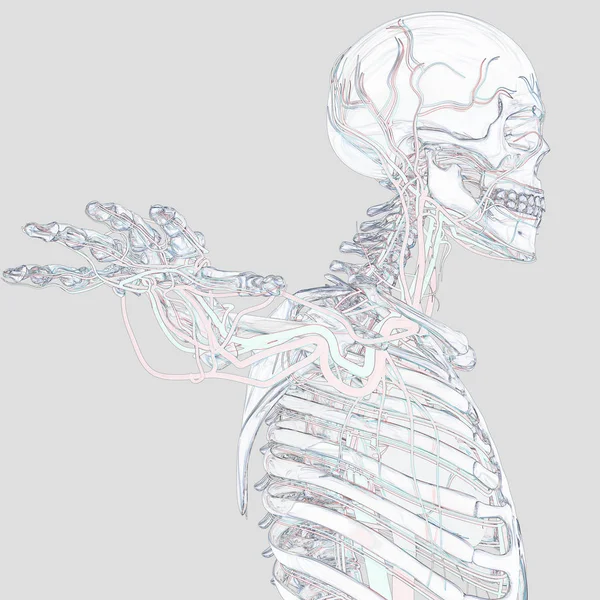 Menschliches Skelett mit Gefäßsystem — Stockfoto