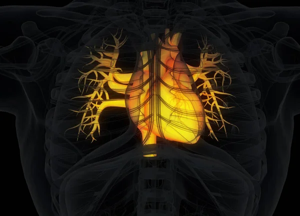 Μοντέλο ανατομίας ανθρώπινης καρδιάς — Φωτογραφία Αρχείου